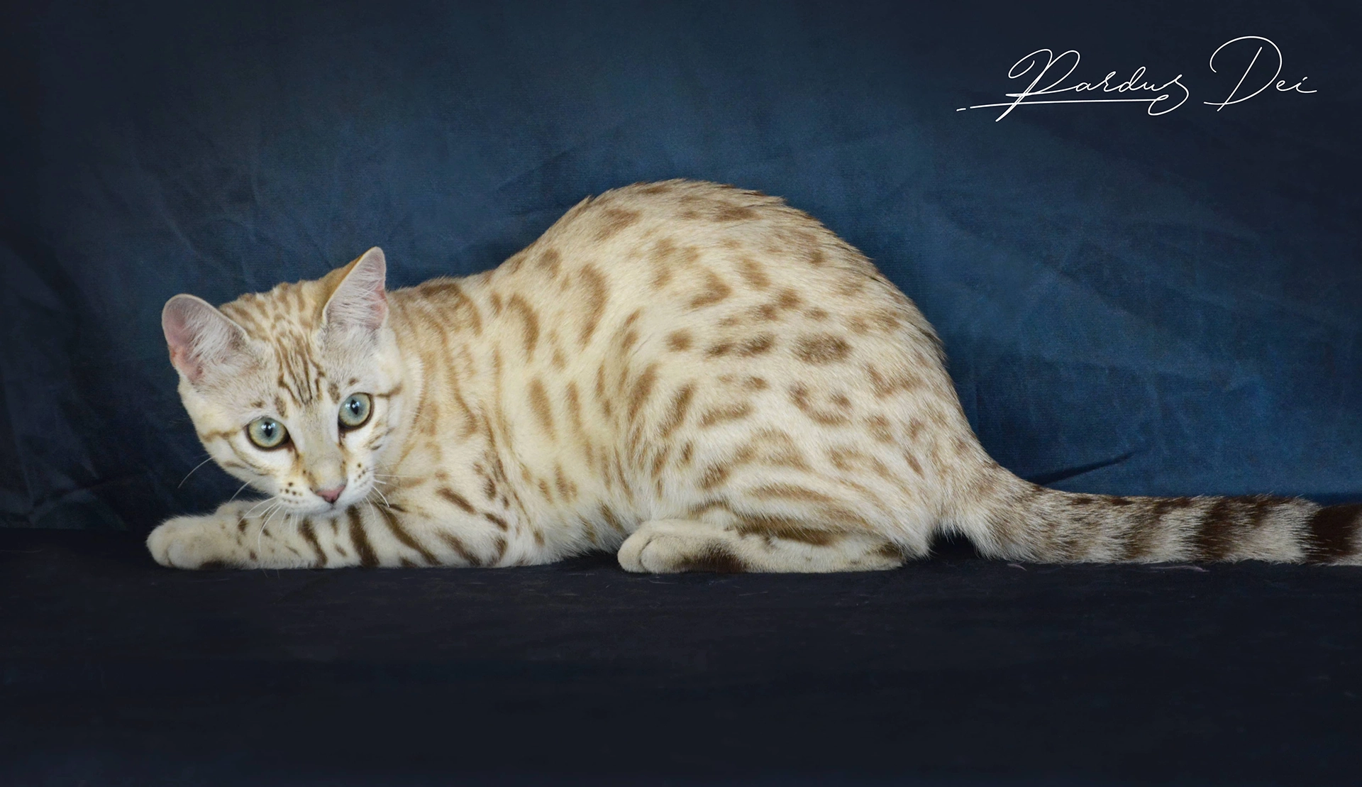 chat bengal